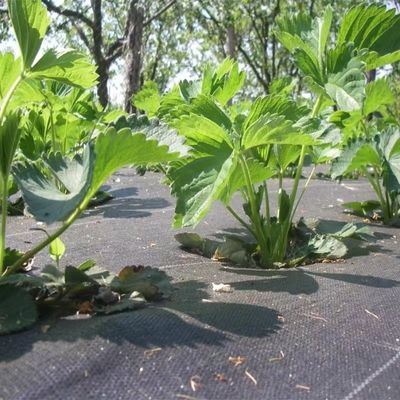 保護用PP織膜PE地面カバー メッシュ 雑草マットロール 草草マッチフィルム